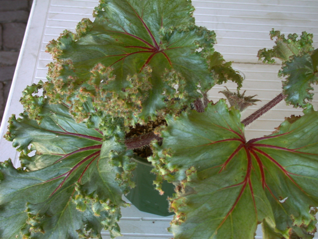 B. ‘Bob Cherry’